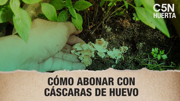 C5N | C5N Huerta. Cómo abonar con cáscaras de huevo.