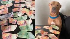 La reacción del perro fue viral en redes sociales. La reacción del perro fue viral en redes sociales.