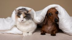 Un reciente estudio reveló cuál es la mascota más adecuada para compartir la cama con sus dueños a la hora de dormir. &nbsp;