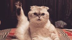 Olivia Benson, una de las gatas de Taylor Swift, es famosa en redes sociales. Olivia Benson, una de las gatas de Taylor Swift, es famosa en redes sociales.