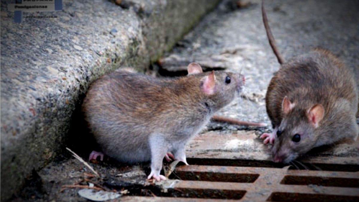 Brote de hantavirus: pánico en Taiwán por la proliferación de ratas en las calles y los centros comerciales