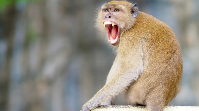 Temor por una nueva pandemia: Hong Kong registró el primer caso humano del virus B