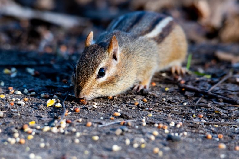 El pepino funciona como un atrayente natural que resulta irresistible para estos invasores