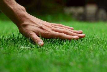 Este es el truco para mantener verde y reluciente el pasto de tu jardín.