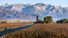 Este sitio ofrece una experiencia única de enoturismo y se ubica a solo una hora y media de la capital de la provincia de Mendoza Este sitio ofrece una experiencia única de enoturismo y se ubica a solo una hora y media de la capital de la provincia de Mendoza