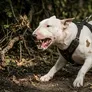 Los tres ejemplares bull terrier pertenecen a la familia de la víctima. Los tres ejemplares bull terrier pertenecen a la familia de la víctima.
