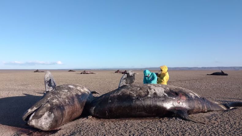 Fallecieron 26 orcas en Tierra del Fuego.