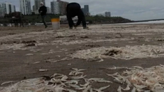 El sector costero amaneció repleto de ejemplares de una especie de crustáceo conocida como Peisos petrunkevetchi El sector costero amaneció repleto de ejemplares de una especie de crustáceo conocida como Peisos petrunkevetchi