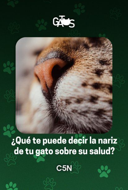 La nariz de tus gatos te dice muchas cosas.