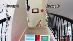 Viral: un perro predijo los resultados del Mundial de Qatar Viral: un perro predijo los resultados del Mundial de Qatar