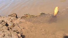 El fósil fue detectado en el agua. El fósil fue detectado en el agua.