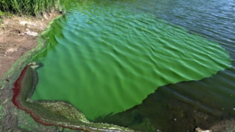 Las cianobacterias pueden llegar a teñir el agua de un color verde.&nbsp;