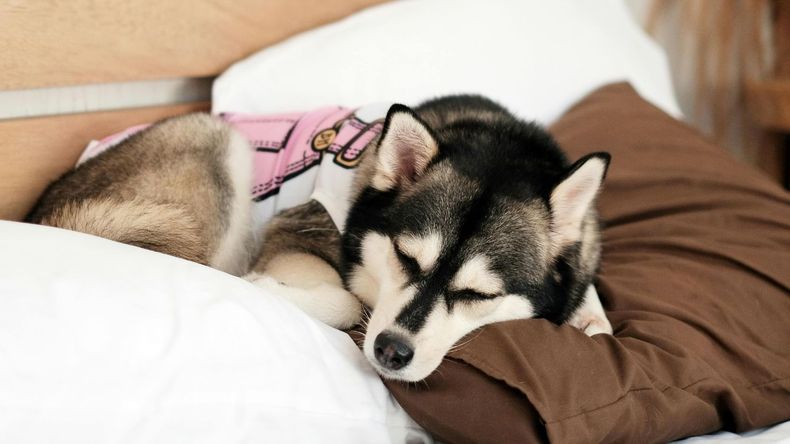 Es importante cuidar a las Mascotas de los cambios bruscos de temperatura