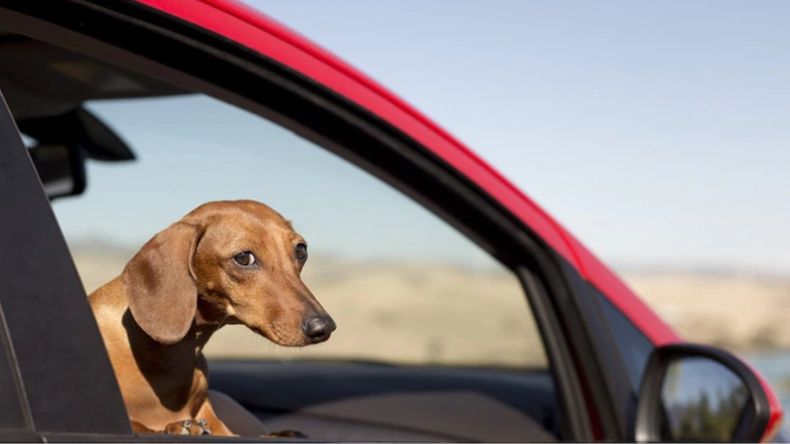 Insólito: un perro manejó un auto y provocó un choque en cadena en Estados Unidos