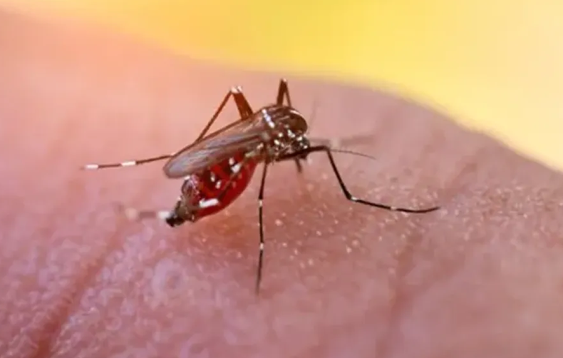 Crecen los casos de dengue en todo el pa&iacute;s.&nbsp;