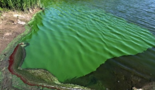 Las cianobacterias pueden llegar a teñir el agua de un color verde.&nbsp;