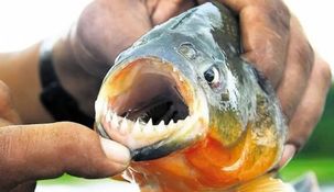 Se registraron más de 40 personas atacadas por palometas en el Paraná.&nbsp;