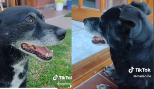 Teo es el perrito protagonista del video.&nbsp;
