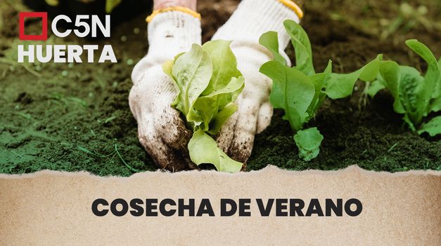 C5N | ¿QUÉ COSECHAR EN VERANO EN TU HUERTA?