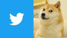 Elon Musk decidió cambiar el logo de Twitter por el Dogecoin. Elon Musk decidió cambiar el logo de Twitter por el Dogecoin.
