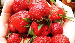 ¿Cómo congelar frutillas?