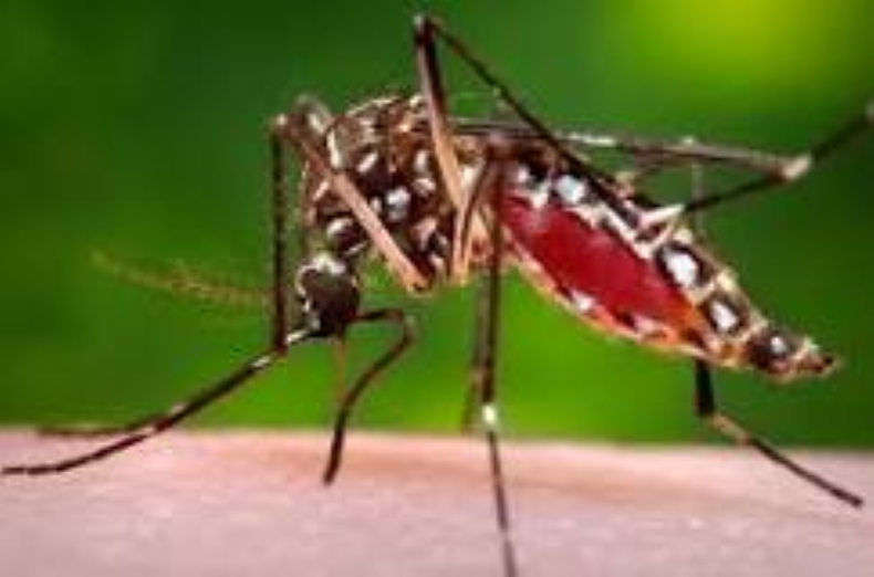 El dengue se transmite a las personas por medio de la picadura de un mosquito de la especie Aedes infectado.