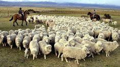 Nueva asistencia económica para productores ovinos del Ministerio de Economía. Nueva asistencia económica para productores ovinos del Ministerio de Economía.