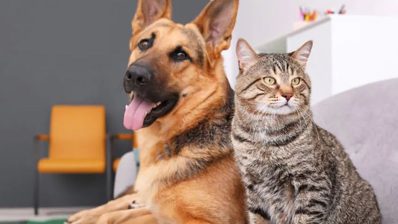 Los gatos viven en promedio cinco años más que los perros, según la Universidad de Bath.