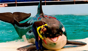 Murió Lolita, la orca que vivió 50 años en cautiverio en el Seaquarium de Miami