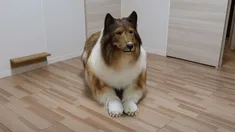 Para cumplir su sueño de ser un animal, el hombre recurrió a Zeppet, una empresa dedicada a efectos especiales. Para cumplir su sueño de ser un animal, el hombre recurrió a Zeppet, una empresa dedicada a efectos especiales.