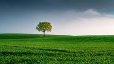 Misiones decidió lanzarse de lleno a la industria de la agricultura sustentable. Misiones decidió lanzarse de lleno a la industria de la agricultura sustentable.