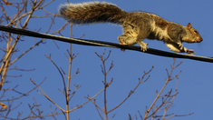 alertan por una invasion de ardillas en lujan: los roedores se comen los cables de internet y tv alertan por una invasion de ardillas en lujan: los roedores se comen los cables de internet y tv