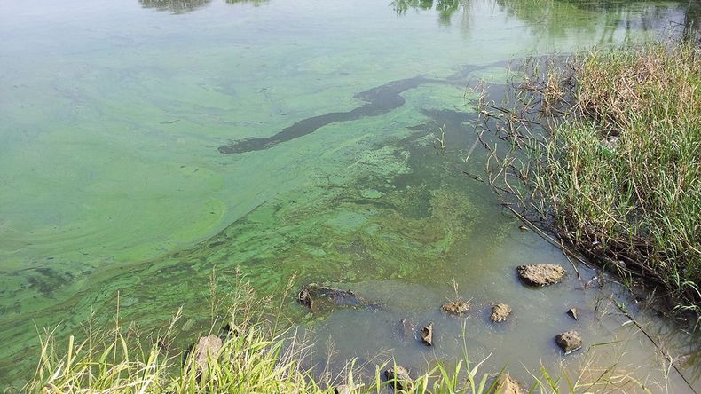 Se recomendó no ingresar al agua ante la presencia de las algas verdeazuladas.