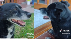 Teo es el perrito protagonista del video. Teo es el perrito protagonista del video.