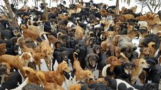 Desde el 2004 se festeja el Día Mundial del Perro en varios países. Desde el 2004 se festeja el Día Mundial del Perro en varios países.