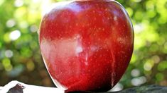 Cuál es la dieta de la manzana, que busca bajar kilos rápidamente Cuál es la dieta de la manzana, que busca bajar kilos rápidamente