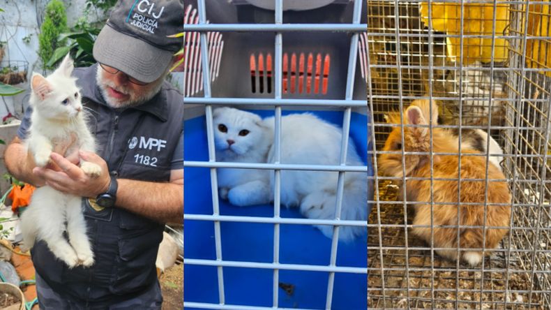 Detuvieron a un matrimonio por infracción a la ley que regula la tenencia de productos de fauna silvestre.
