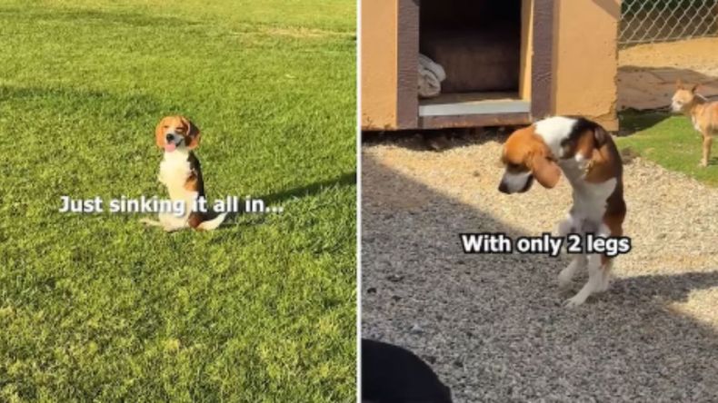 El conmovedor video de un perro sin patas que conquistó los corazones de todos.