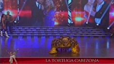 Tinelli presentó a la tortuga cabezona: adivina resultados del Mundial Tinelli presentó a la tortuga cabezona: adivina resultados del Mundial