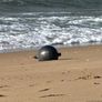El hallazgo se produjo en Forrest Beach, en el norte de Queensland.