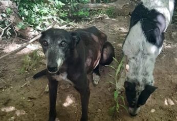 Algunos de los animales rescatados,