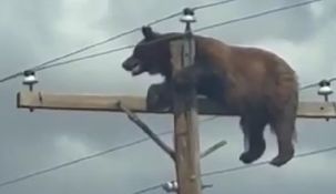 un oso negro murio electrocutado tras trepar a un poste de alta tension