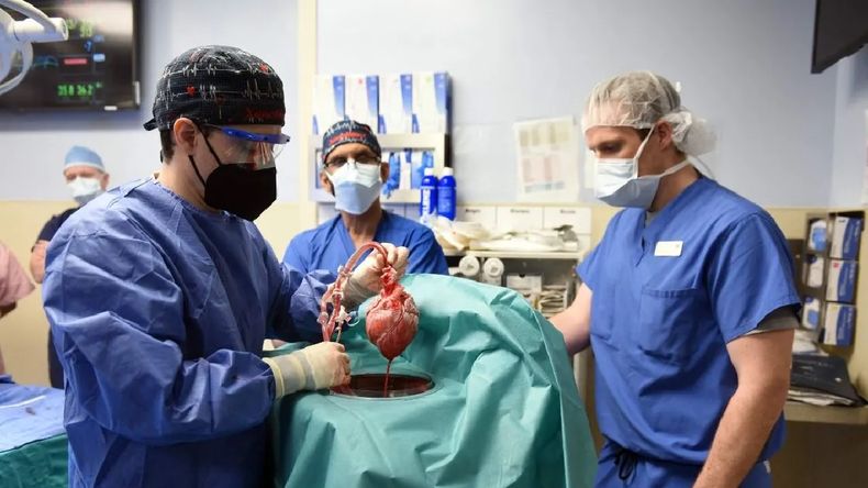 Bennett no era candidato a un trasplante de donante humano por su patología terminal.