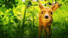 El documental relata el despertar de una niña que&nbsp;descubre el milagro de la naturaleza&nbsp;encarnada en la flora y la fauna que habitan&nbsp;los bosques que rodean su casa.