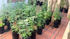 La Policía incautó las plantas.
