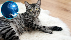 Como se vería la fusión entre un gato y un perro según la inteligencia artificial. Como se vería la fusión entre un gato y un perro según la inteligencia artificial.