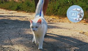 Los paseos cumplen una función diferente para los gatos que para los perros, ya que los felinos suelen ser más territoriales y prefieren explorar su entorno inmediato. &nbsp;
