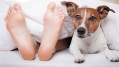 Entender estas conductas ayuda a fortalecer la relación entre la mascota y su dueño, creando un vínculo más profundo y consciente. Entender estas conductas ayuda a fortalecer la relación entre la mascota y su dueño, creando un vínculo más profundo y consciente.