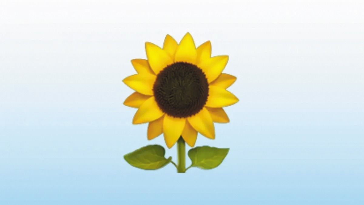 Increíble: este es el verdadero significado del emoji de WhatsApp de un  girasol