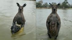 El canguro quiso ahogar a un perro pero su dueño lo salvó. El canguro quiso ahogar a un perro pero su dueño lo salvó.
